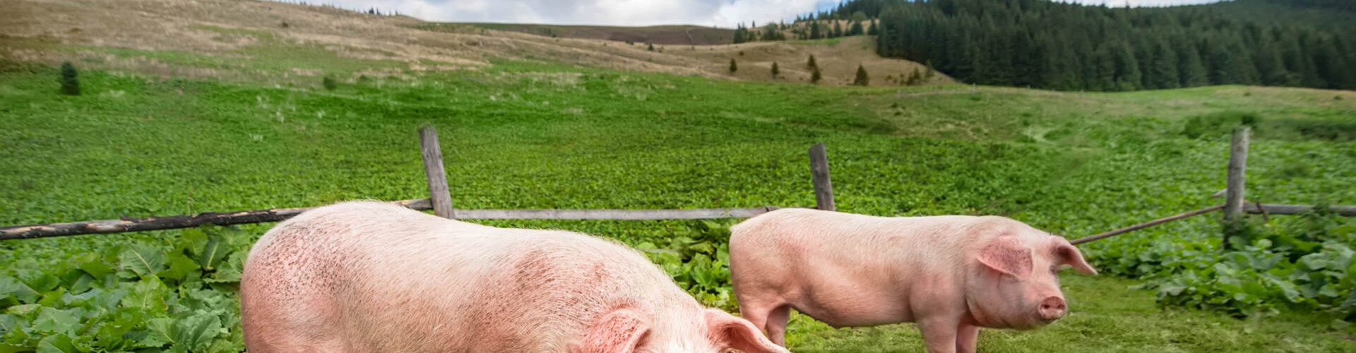 Boyaux de porc et chaudin de porc - La bovida